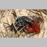Sphecodes albilabris - Blutbiene 01d 12-13mm Paarung.jpg